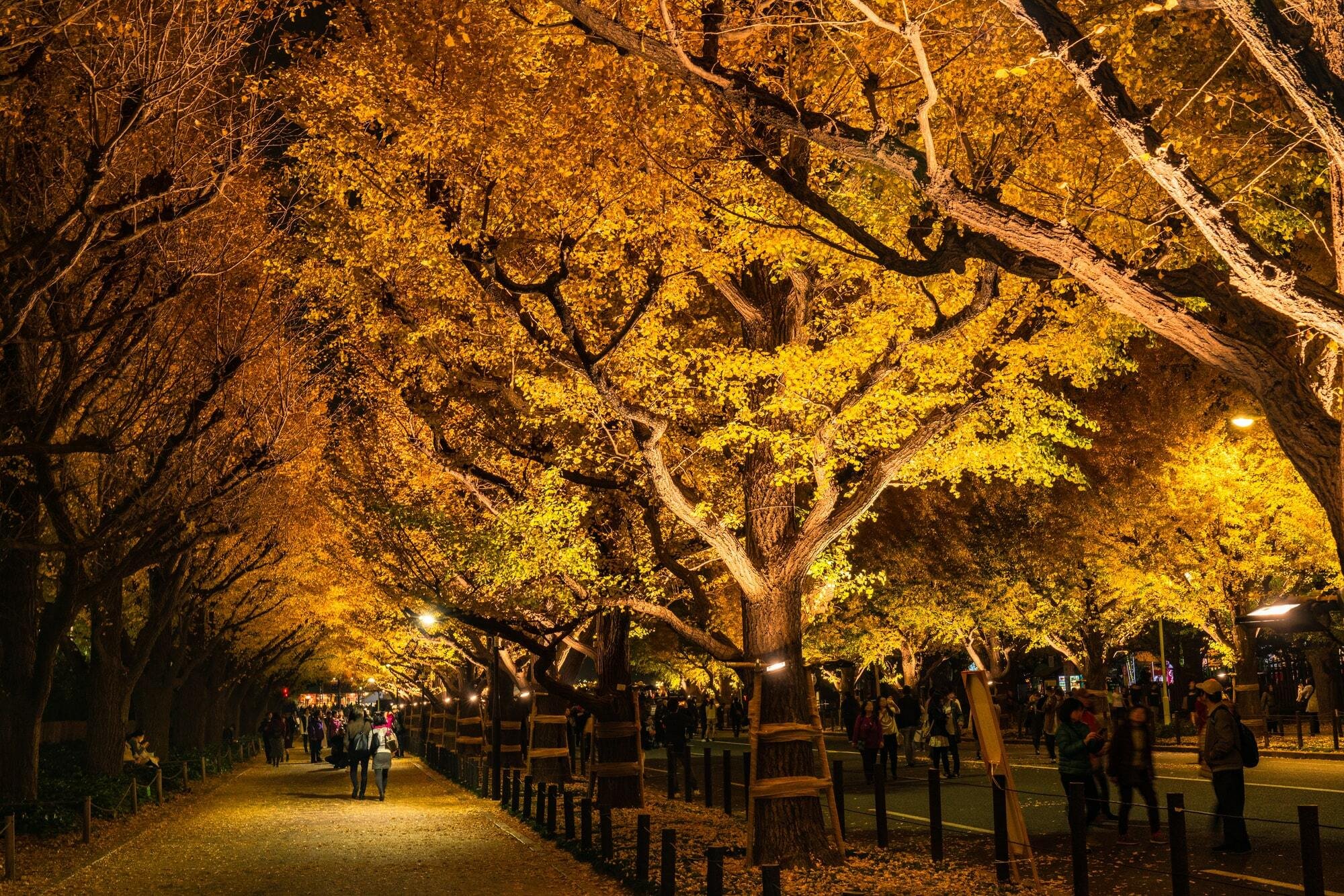 🍂 메이지 신궁 외원 은행나무길 (메이지진구 가이엔 이초나미키) 이미지 8